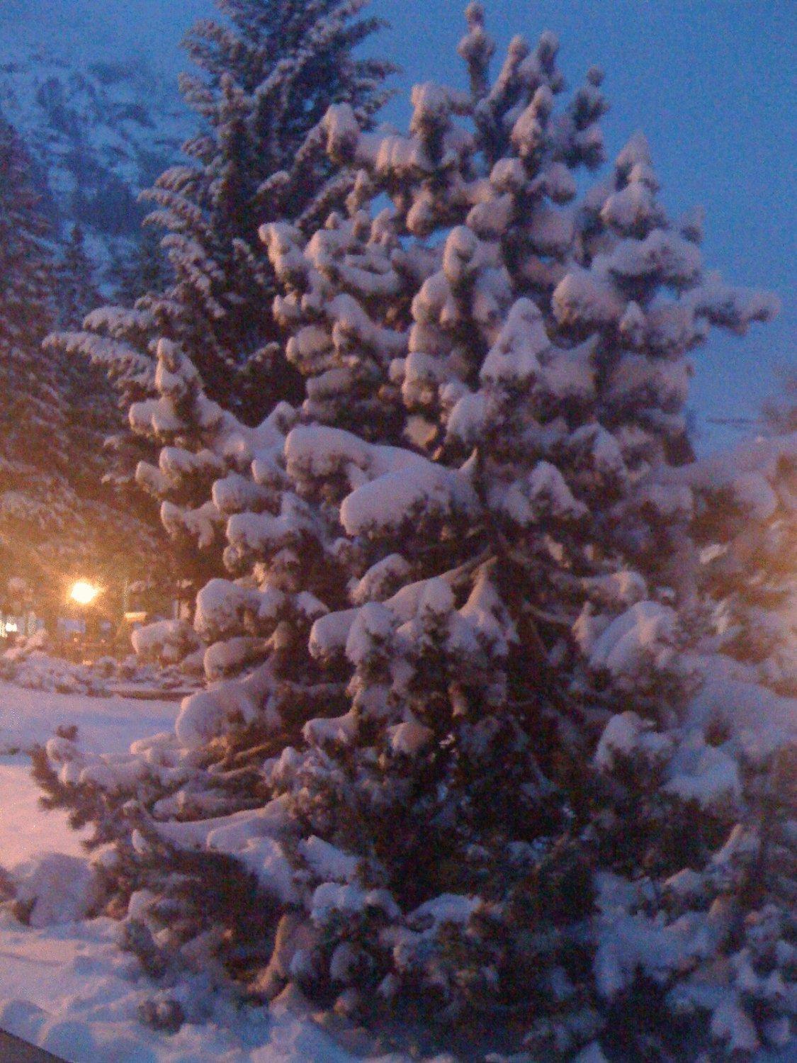 Albergo Alpenrose Ski&Bike Mountain Hotel Gressoney-Saint-Jean Esterno foto